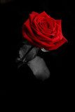 a rose from the darkness  Kwiaty Obraz