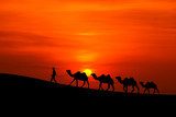 camel caravan sillhouette with sunset  Krajobrazy Obraz