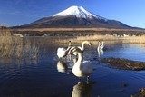 Mt. Fuji and Swans  Krajobrazy Obraz