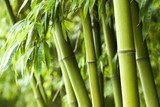 Zielonolistny bambusowy gaj  Fototapety do Sypialni Fototapeta
