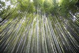 Bambusowy gąszcz w zieleni Fototapety do Sypialni Fototapeta