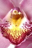 Orchidea w blasku flesza Kwiaty Fototapeta