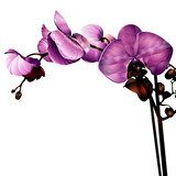 Orchidea w kolorze ametystu Kwiaty Fototapeta