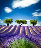 Lavande Provence France / lavender field in Provence, France  Prowansja Fototapeta