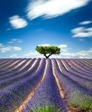 Lavande Provence France / lavender field in Provence, France  Prowansja Fototapeta