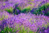 Lavender field in the summer  Prowansja Fototapeta