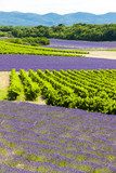 lavender fields with vineyards, Rhone-Alpes, France  Prowansja Fototapeta