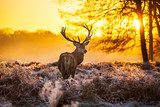 Red deer in morning sun  Las Fototapeta