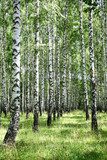 July view of sunny birch grove  Las Fototapeta