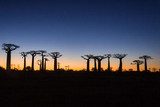 Sunset on baobab trees  Las Fototapeta