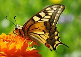 Papilio Machaon butterfly sitting on marigold flower  Motyle Fototapeta
