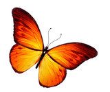 Orange butterfly, isolated on white background  Motyle Fototapeta