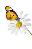 Schmetterling 46  Motyle Fototapeta