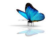 Blue butterfly on white background  Motyle Fototapeta