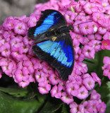 Papillon bleu  Motyle Fototapeta