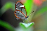 transparenter Schmetterling  Motyle Fototapeta