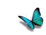 Turquoise butterfly, isolated on white background  Motyle Fototapeta