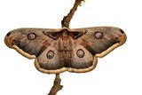 Large Emperor moth (Saturnia pyri) female,  Motyle Fototapeta