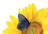 sunflower and blue butterfly  Motyle Fototapeta
