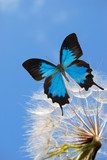 blue butterfly on dandelion  Motyle Fototapeta