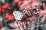 Papillon  Motyle Fototapeta