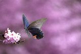 Beautiful butterfly on the flower for adv or others purpose use  Motyle Fototapeta