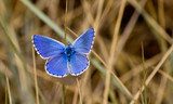 Blue butterfly  Motyle Fototapeta