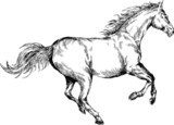 hand drawn horse  Drawn Sketch Fototapeta