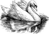 white swan  Drawn Sketch Fototapeta