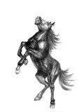horse sketch  Drawn Sketch Fototapeta