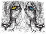 Hand drawn Sketch of a lion looking intently at the camera  Drawn Sketch Fototapeta