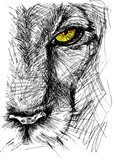 Hand drawn Sketch of a lion looking intently at the camera  Drawn Sketch Fototapeta