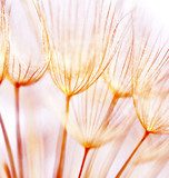 Abstract dandelion flower background  Dmuchawce Fototapeta