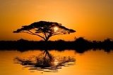 Afrykańskie drzewo – sawanna o zachodzie słońca
 Krajobraz Fototapeta