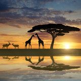 Afrykańskie pożegnania. Zachód słońca. Afryka Fototapeta