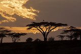 Afrykańskie zachody słońca. Akacje.  Afryka Fototapeta