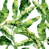 akwarela ilustracja tropikalnych liści, gęsta dżungla.  Tapety Do sypialni Tapeta