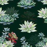Akwarela sukulenty, ilustracja echeveria, botaniczne Tapety Natura Tapeta