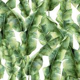 Akwarela z liśćmi palm bananowych. Ręcznie malowana Tapety Natura Tapeta
