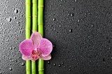 Azjatyckie spa – bambus i orientalny kwiat
 Obrazy do Łazienki Obraz
