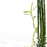 Bambusowe tyki pośród wodnych mgieł Fototapety do Łazienki Fototapeta