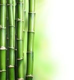 Bambus – zieleń w stylu spa
 Fototapety do Łazienki Fototapeta