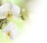 Piękność orchidei wśród bieli Fototapety do Kuchni Fototapeta