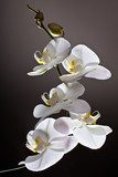 Biała orchidea. Sen niewinności. Fototapety do Sypialni Fototapeta