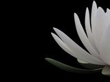 Biały lotos – zbliżenie XXL
 Kwiaty Obraz