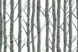 Birch trees with branches, watercolor seamless pattern. Forest illustration of stems on white background, nature template. Styl skandynawski Fototapeta