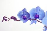 Błękitny negatyw kwiatu Fototapety do Kuchni Fototapeta
