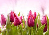 Bukiet tulipanów. Magia świeżości. Kwiaty Fototapeta