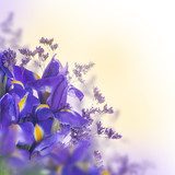 Bukiet wyjątkowych Irysów Kwiaty Fototapeta