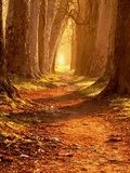 Ciepła jesień – leśna droga
 Krajobrazy Obraz